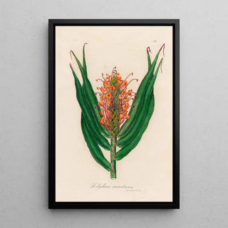 Gaetano Savi - Hedychium aurantiacum.webp