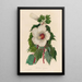 Hibiscus aquaticus - Gaetano Savi — ingelijst kunstwerk aan de muur