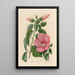 Hibiscus roseus - Gaetano Savi — framed artwork on a wall