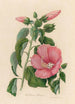 Hibiscus roseus - Gaetano Savi — artwork view
