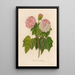 Hibiscus mutabilis - Gaetano Savi — framed artwork on a wall