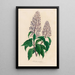 Hosta coerulea - Gaetano Savi — ingelijst kunstwerk aan de muur