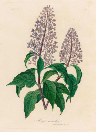Gaetano Savi - Hosta coerulea.webp