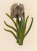 Iris susiana - Gaetano Savi — weergave van het kunstwerk
