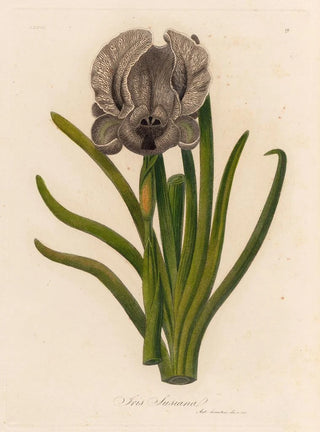 Gaetano Savi - Iris Susiana.webp