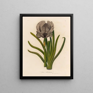Gaetano Savi - Iris Susiana.webp
