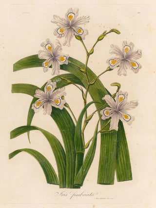 Gaetano Savi - Iris fimbriata.webp