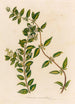Jasminum auriculatum - Gaetano Savi — weergave van het kunstwerk