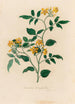Jasminum heterophyllum - Gaetano Savi — weergave van het kunstwerk