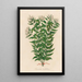 Jasminum undulatum - Gaetano Savi — ingelijst kunstwerk aan de muur