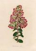 Lagenstroemia indica - Gaetano Savi — artwork view