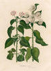 Lantana nivea - Gaetano Savi — weergave van het kunstwerk