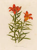 Lilium croceum - Gaetano Savi — weergave van het kunstwerk