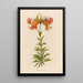 Lilium superbum - Gaetano Savi — framed artwork on a wall