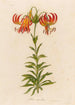 Lilium superbum - Gaetano Savi — artwork view