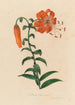 Lilium tigrinum - Gaetano Savi — weergave van het kunstwerk
