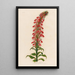 Lobelia fulgens - Gaetano Savi — framed artwork on a wall