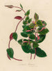 Lonicera flexuosa - Gaetano Savi — weergave van het kunstwerk