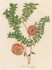 Melaleuca hypericifolia - Gaetano Savi — weergave van het kunstwerk