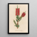 Metrosideros lanceolata - Gaetano Savi — framed artwork on a wall