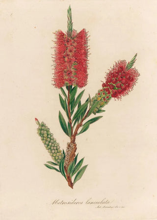 Gaetano Savi - Metrosideros lanceolata.webp