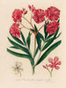 Nerium oleander en floraison simple en complète - Gaetano Savi — weergave van het kunstwerk