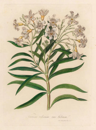 Gaetano Savi - Nerium odorum var lutuem.webp
