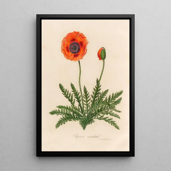 Gaetano Savi - Papaver orientale.webp