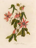 Passiflore princeps - Gaetano Savi — weergave van het kunstwerk