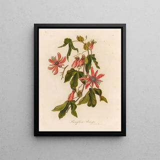 Gaetano Savi - Passiflora Princeps.webp