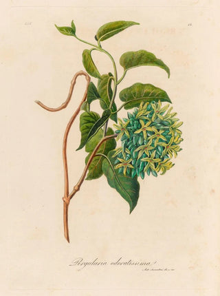 Gaetano Savi - Pergularia odoratissima.webp