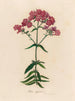 Phlox suffruticosa - Gaetano Savi — weergave van het kunstwerk