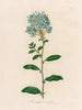 Plumbago auriculata - Gaetano Savi — weergave van het kunstwerk