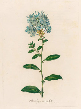 Gaetano Savi - Plumbago auriculata.webp