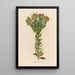 Polygala myrtifolia - Gaetano Savi — ingelijst kunstwerk aan de muur