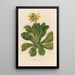 Primula palinuri - Gaetano Savi — ingelijst kunstwerk aan de muur