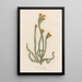 Protea hirsuta - Gaetano Savi — ingelijst kunstwerk aan de muur