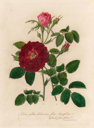 Gaetano Savi - Rosa gallica holosericia flore Semipleno and 2 Rosa gallica holosericia hybricla flore pleno.webp
