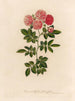 Rosa multiflora flore pleno - Gaetano Savi — weergave van het kunstwerk