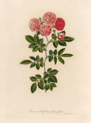 Gaetano Savi - Rosa multiflora flore pleno.webp