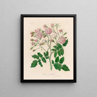 Gaetano Savi - Rosa noisettiana.webp
