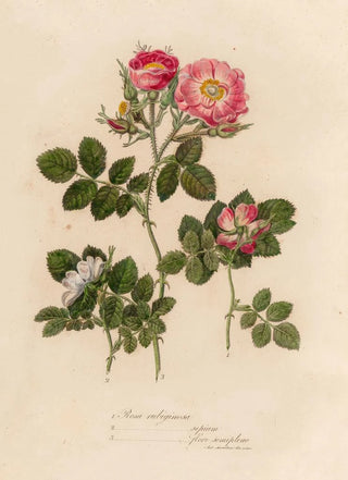 Gaetano Savi - Rosa rubiginosa and 2 Rosa rubiginosa sepium and 3 Rosa rubiginosa flore semipleno.webp