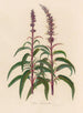 Salvia leucantha - Gaetano Savi — artwork view