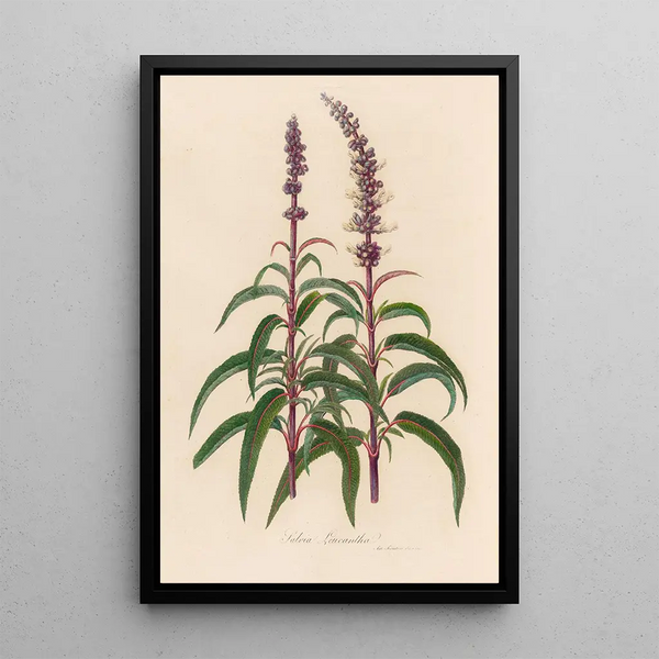 Gaetano Savi - Salvia Leucantha.webp
