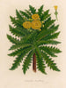 Sonchus torulosus - Gaetano Savi — weergave van het kunstwerk