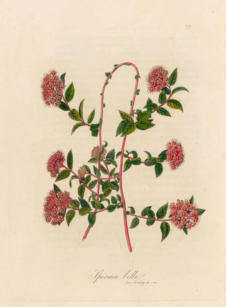 Gaetano Savi - Spiraea bella.webp