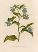 Symphytum asperrimum - Gaetano Savi — weergave van het kunstwerk