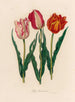 Tulipa gesneriana - Gaetano Savi — weergave van het kunstwerk