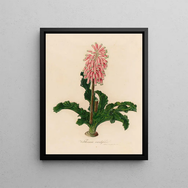 Gaetano Savi - Veltheimia viridifolia.webp