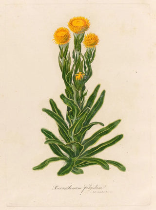 Gaetano Savi - Xeranthemum fulgidum.webp